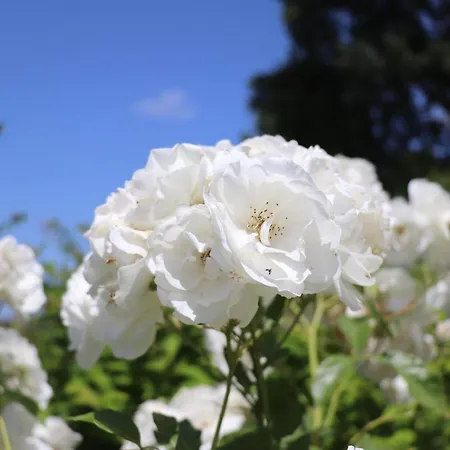 La Corte Dei Banchetti *