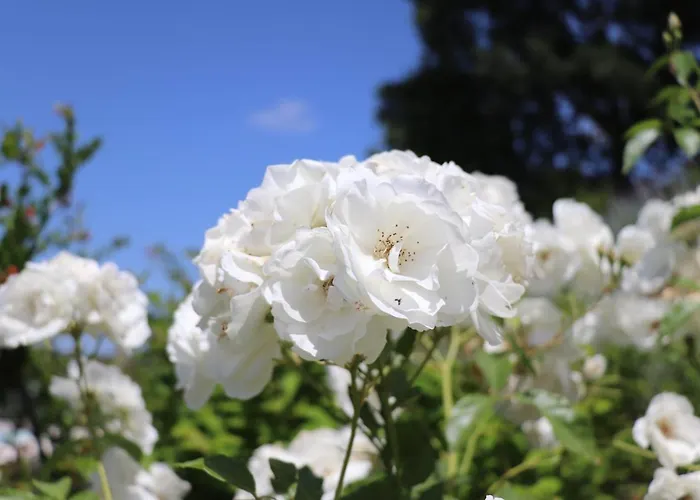 La Corte Dei Banchetti *